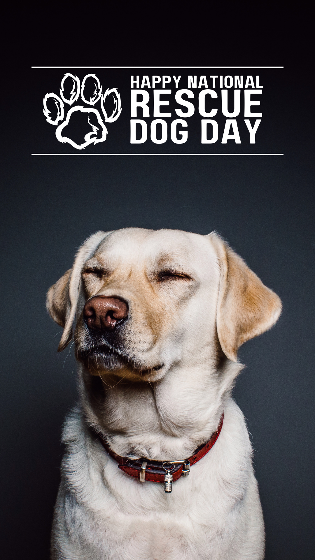 National Dog Day: A Guide to Finding Your New Best Friend