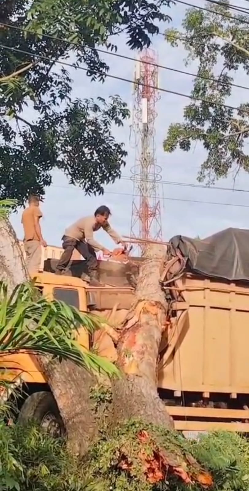 Pohon Tumbang Timpa Truk di Desa Pematang tengah, Polisi Bergerak Cepat Evakuasi Lokasi